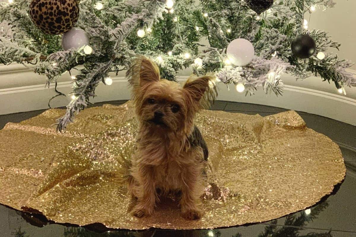 Best Christmas Yorkie dog tree